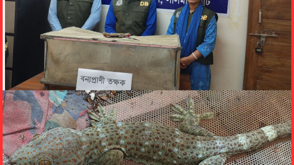 চোরাই মার্কেটে তক্ষক কোটি টাকা দামে বিক্রি—গুজবের মধ্যেই লালমনিরহাটে তিনটি তক্ষক উদ্ধার