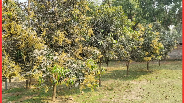 নীলফামারীর কিশোরগঞ্জে আমের মুকুলে ভরে উঠেছে গাছ