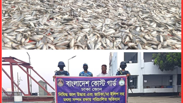 মুন্সিগঞ্জ ও নারায়ণগঞ্জে কোস্ট গার্ডের পৃথক অভিযানে প্রায় ৩১ লক্ষ টাকার জাটকা জব্দ
