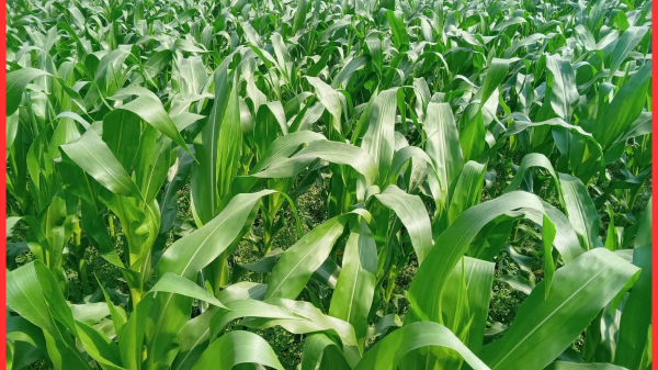 নওগাঁর আত্রাইয়ে অধিক জমিতে ভুট্টা চাষ, বাম্পার ফলনের সম্ভাবনা