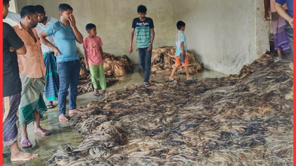 সালথায় পাট ও চৈতালী ফসলের গুদামে ভয়াবহ অগ্নিকাণ্ড