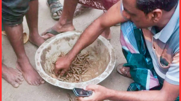 নওগাঁর বদলগাছীতে ফসলের মাঠ থেকে ৩২৫ রাউন্ড থ্রি-নট-থ্রি রাইফেলের গুলি উদ্ধার