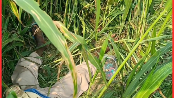 শাহজাদপুরে ফসলি জমি থেকে কিশোরের মরদেহ উদ্ধার, এলাকায় চাঞ্চল্য