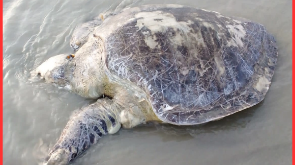 কুয়াকাটায় ভেসে এলো ৪০ কেজির মৃত অলিভ রিডলি কচ্ছপ, উদ্বেগ পরিবেশবিদদের