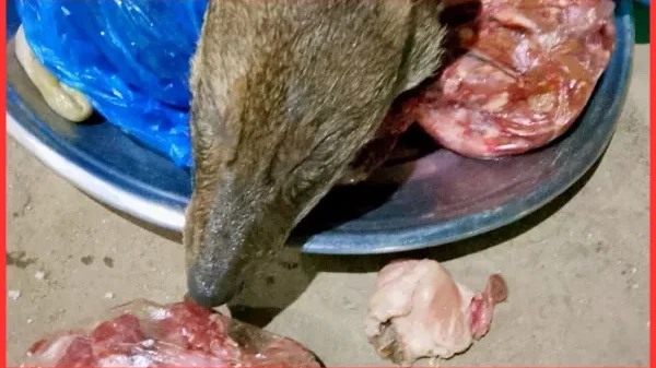 নোয়াখালীর ইসলামগঞ্জ বাজারে জবাইকৃত শিয়াল উদ্ধার