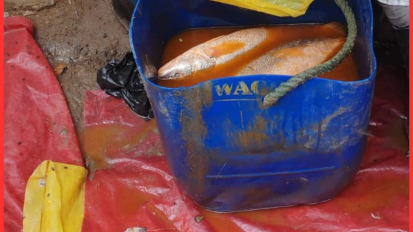 সাতকানিয়ায় প্রকাশ্যে মাছে বিষাক্ত কেমিক্যাল মেশানোর অভিযোগ, জনস্বাস্থ্য নিয়ে উদ্বেগ