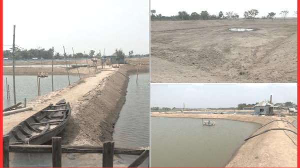 চরম ক্ষতির মুখে খুলনার ভেনামি চিংড়ি চাষিরা