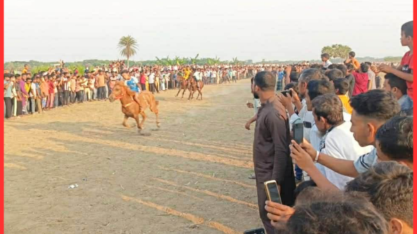 ১৫ বছর পর সালথায় ঐতিহ্যবাহী ঘোড়দৌড় প্রতিযোগিতা অনুষ্ঠিত