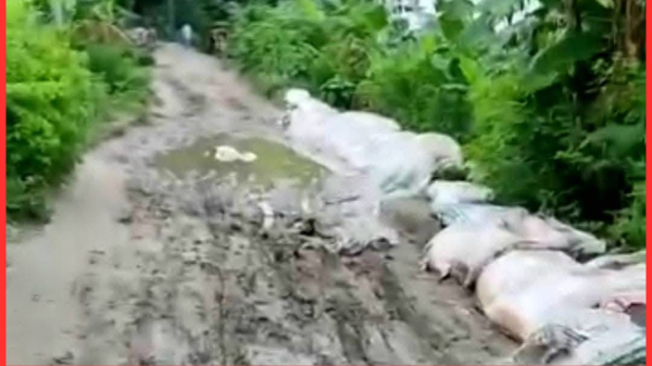 উজিরপুরের সাতলা–শিবপুর সড়ক যেন মরণফাঁদ, শত বছরেও লাগেনি উন্নয়নের ছোঁয়া